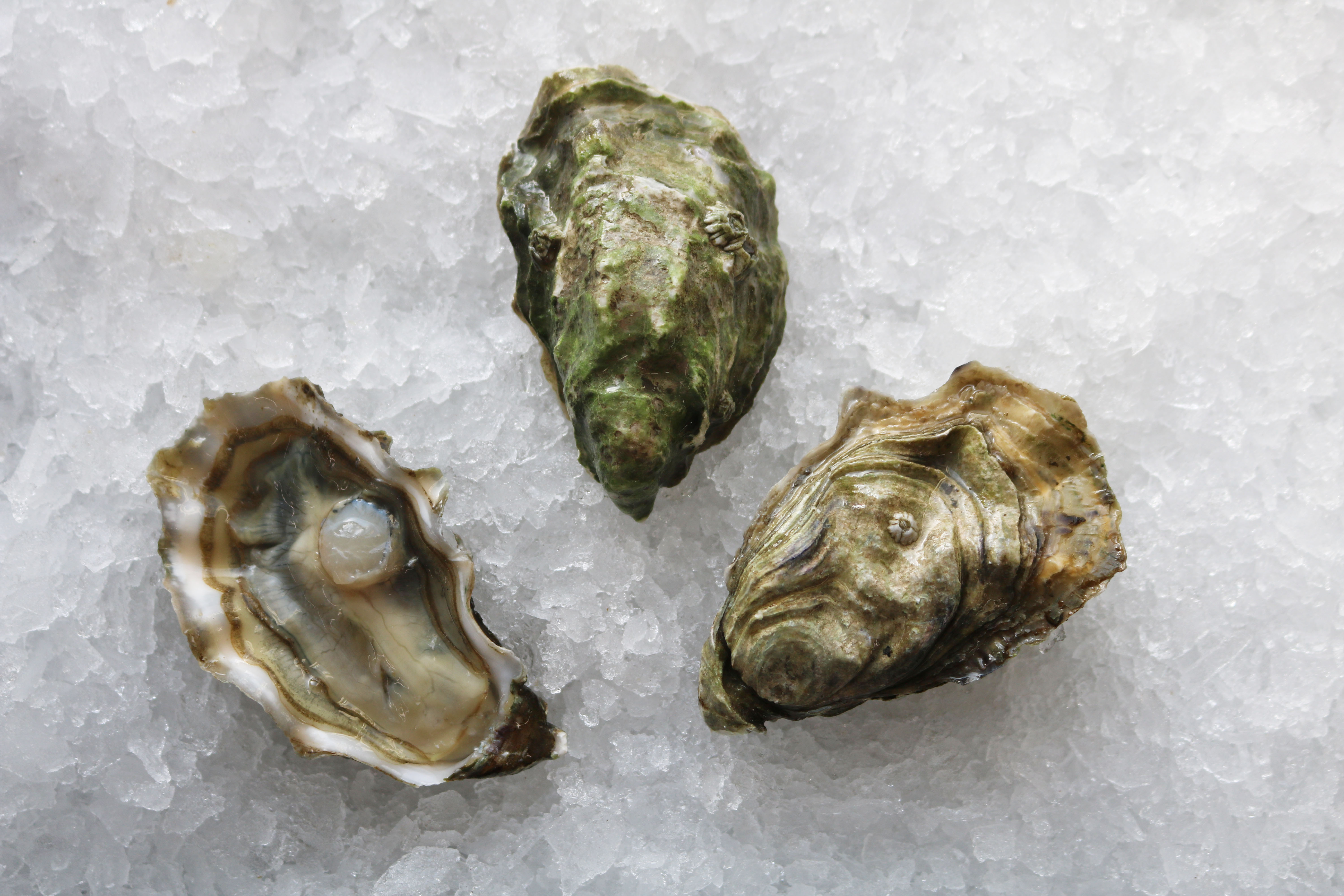 Olympic View Oyster — Oysterology Online Pangea Shellfish Company